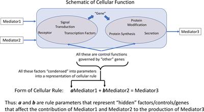 Utilizing the Heterogeneity of Clinical Data for Model Refinement and Rule Discovery Through the Application of Genetic Algorithms to Calibrate a High-Dimensional Agent-Based Model of Systemic Inflammation